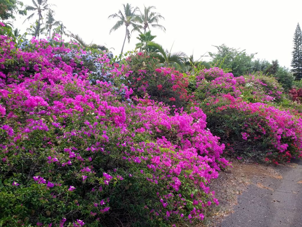 Bougainvillea,